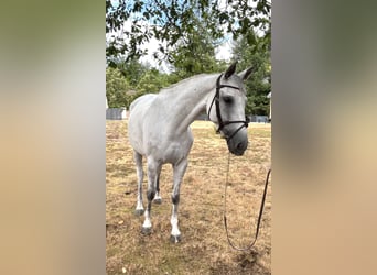 Selle Francais, Stute, 7 Jahre, 158 cm, Schimmel
