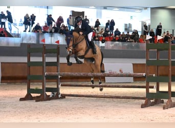 Selle Francais, Stute, 7 Jahre, 163 cm, Buckskin