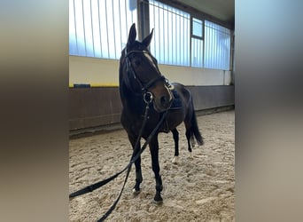 Selle Francais, Stute, 7 Jahre, 164 cm, Brauner