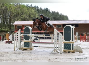 Selle Francais, Stute, 7 Jahre, 165 cm, Brauner
