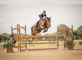 Selle Francais, Stute, 7 Jahre, 165 cm, Brauner