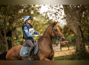 Selle Francais, Stute, 7 Jahre, 165 cm, Brauner