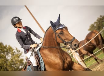 Selle Francais, Stute, 7 Jahre, 165 cm, Brauner
