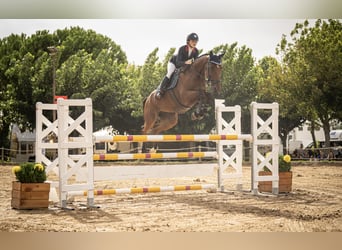 Selle Francais, Stute, 7 Jahre, 165 cm, Brauner