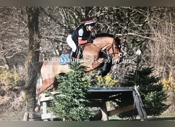 Selle Francais, Stute, 7 Jahre, 165 cm, Brauner