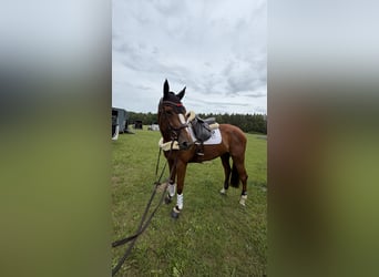 Selle Francais, Stute, 7 Jahre, 165 cm, Fuchs