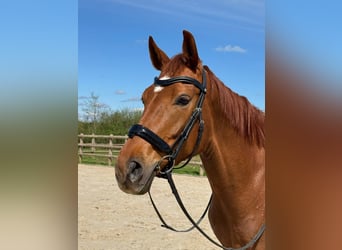 Selle Francais, Stute, 7 Jahre, 166 cm, Fuchs