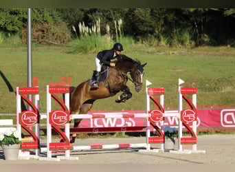 Selle Francais, Stute, 7 Jahre, 167 cm, Brauner