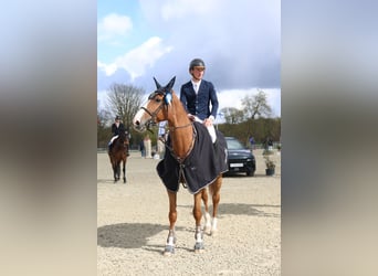 Selle Francais, Stute, 7 Jahre, 168 cm, Rotfuchs