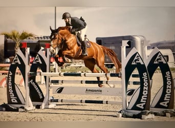 Selle Francais, Stute, 7 Jahre, 172 cm, Fuchs