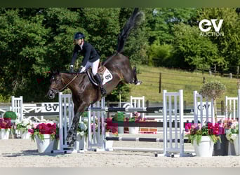 Selle Francais, Stute, 7 Jahre, 172 cm, Schwarzbrauner