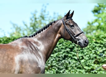 Selle Francais, Stute, 8 Jahre, 167 cm, Schwarzbrauner