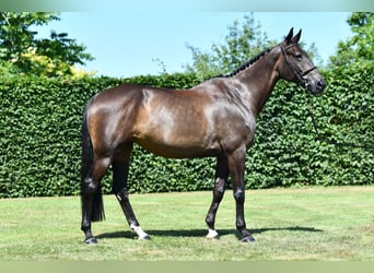 Selle Francais, Stute, 8 Jahre, 167 cm, Schwarzbrauner
