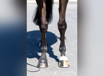 Selle Francais, Stute, 8 Jahre, 167 cm, Schwarzbrauner