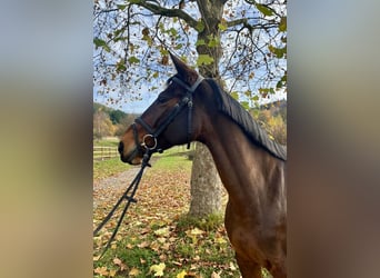 Selle Francais, Stute, 8 Jahre, 168 cm, Brauner