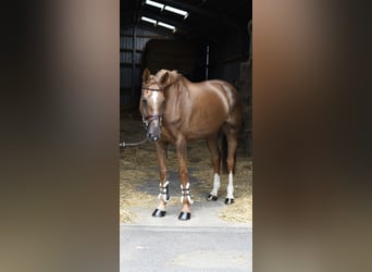 Selle Francais, Stute, 8 Jahre, 175 cm, Dunkelfuchs