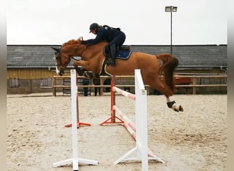 Selle Francais, Stute, 8 Jahre, 175 cm, Fuchs