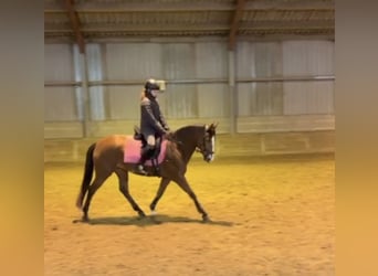 Selle Francais Mix, Stute, 9 Jahre, 148 cm, Dunkelbrauner