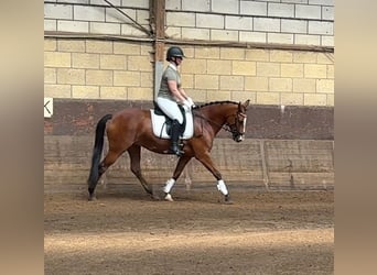 Selle Francais Mix, Stute, 9 Jahre, 148 cm, Dunkelbrauner
