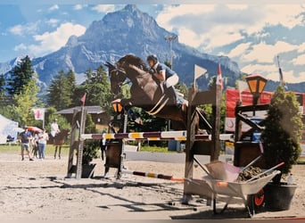 Selle Francais, Stute, 9 Jahre, 164 cm, Dunkelfuchs