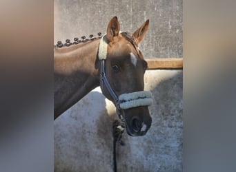 Selle Francais, Stute, 9 Jahre, 164 cm, Dunkelfuchs