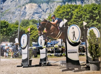 Selle Francais, Stute, 9 Jahre, 164 cm, Dunkelfuchs