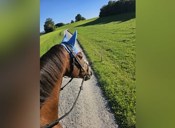 Selle Francais, Stute, 9 Jahre, 164 cm, Dunkelfuchs