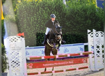 Selle Francais, Stute, 9 Jahre, 164 cm, Dunkelfuchs