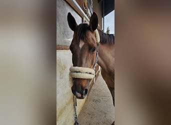 Selle Francais, Stute, 9 Jahre, 164 cm, Dunkelfuchs