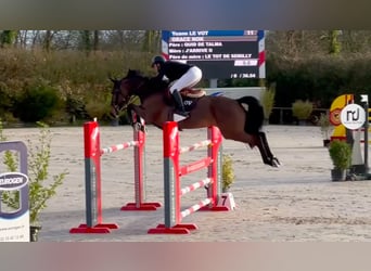 Selle Francais, Stute, 9 Jahre, 167 cm, Rotbrauner