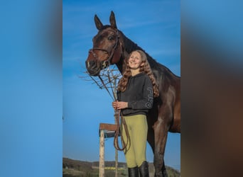 Selle Francais, Stute, 9 Jahre, 167 cm, Schwarzbrauner