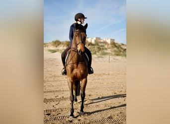 Selle Francais, Stute, 9 Jahre, 168 cm, Brauner