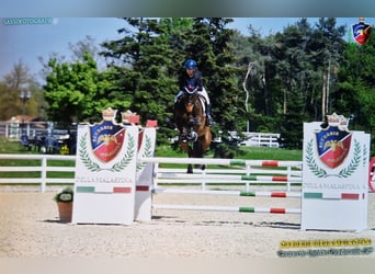 Selle Francais, Stute, 9 Jahre, Brauner
