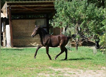 Selle Francais, Stute, Fohlen (03/2025), 160 cm, Brauner