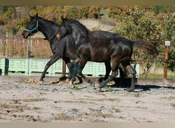 Selle Francais, Stute, Fohlen (03/2025), 160 cm, Brauner