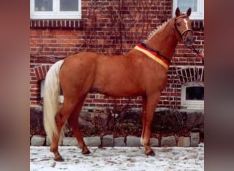 Selle Francais, Stute, , 170 cm, Dunkelfuchs