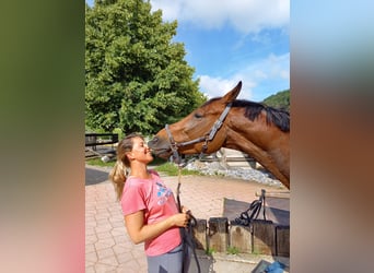 Selle Français, Valack, 11 år, 163 cm, Brun