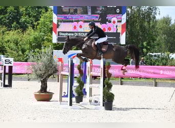 Selle français, Wałach, 10 lat, 168 cm, Ciemnokasztanowata