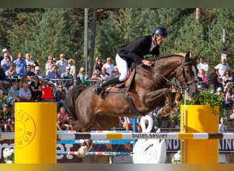 Selle français, Wałach, 10 lat, 168 cm, Ciemnokasztanowata