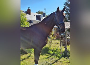 Selle français, Wałach, 10 lat, 172 cm, Ciemnogniada