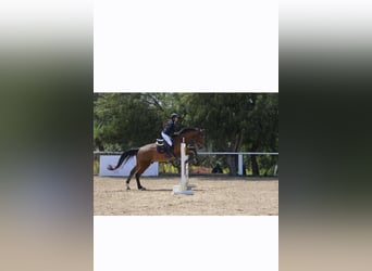 Selle français, Wałach, 10 lat, 174 cm, Gniada