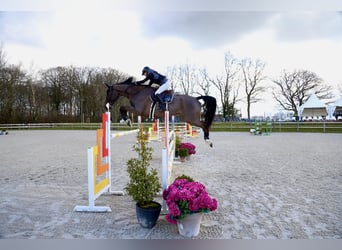 Selle français, Wałach, 10 lat, 183 cm, Skarogniada