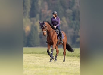 Selle français, Wałach, 11 lat, 166 cm, Gniada