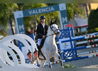 Selle français, Wałach, 11 lat, 167 cm, Siwa