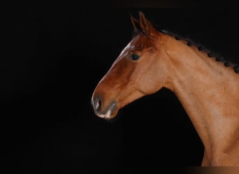 Selle français, Wałach, 11 lat, 173 cm, Gniada