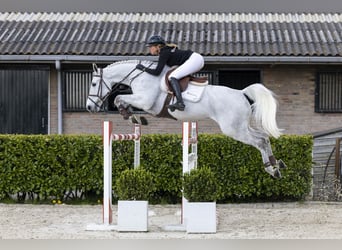 Selle français, Wałach, 12 lat, 164 cm