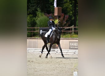 Selle français, Wałach, 13 lat, 173 cm, Kara