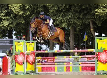 Selle français, Wałach, 16 lat, 175 cm, Gniada