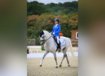 Selle français, Wałach, 18 lat, 148 cm, Siwa