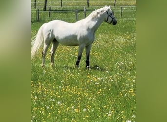 Selle français, Wałach, 18 lat, 168 cm, Siwa